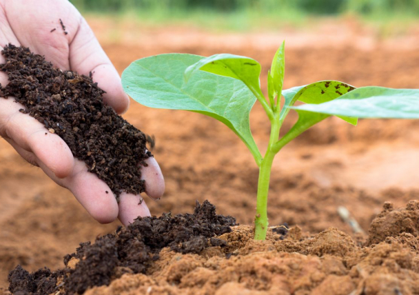 Organic fertilizers