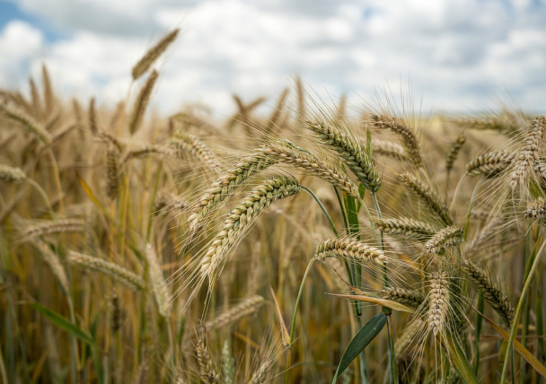 Grain